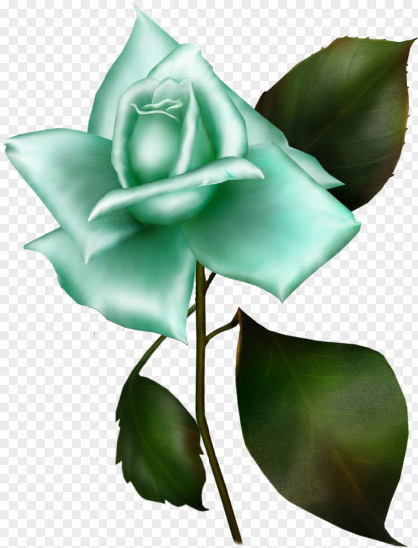 Blue Rose Garden Roses Rosa Gallica Flower Lilac PNG