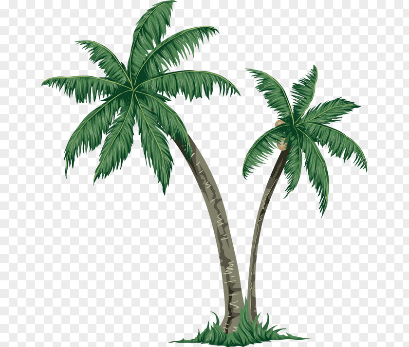 Coconut Tree Island Arecaceae Paper Clip Art PNG