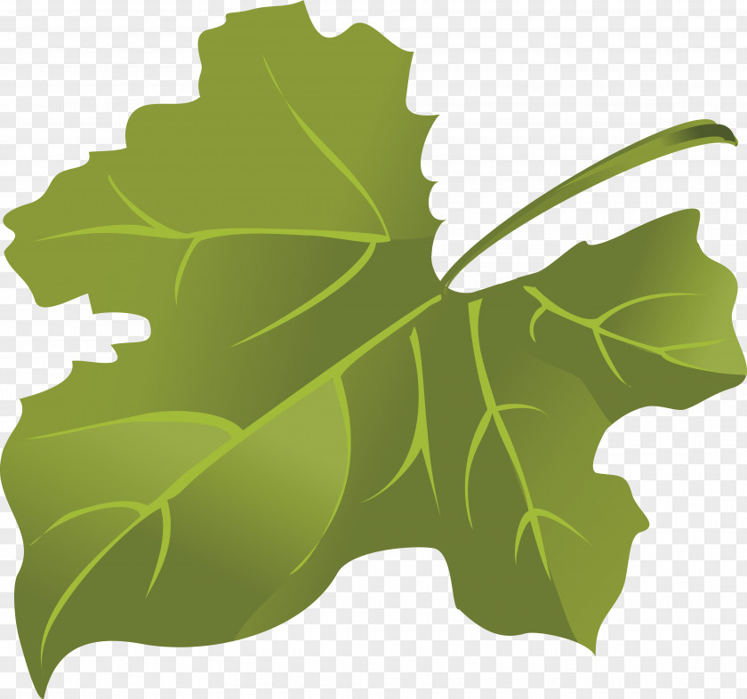 Green Leaves Maple Leaf PNG