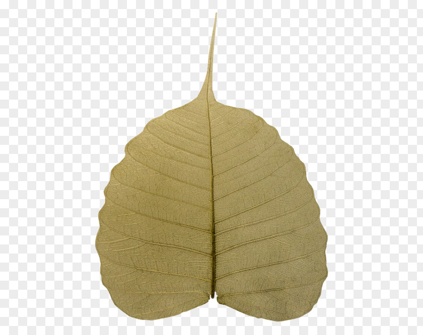 Plant Tree Leaf PNG