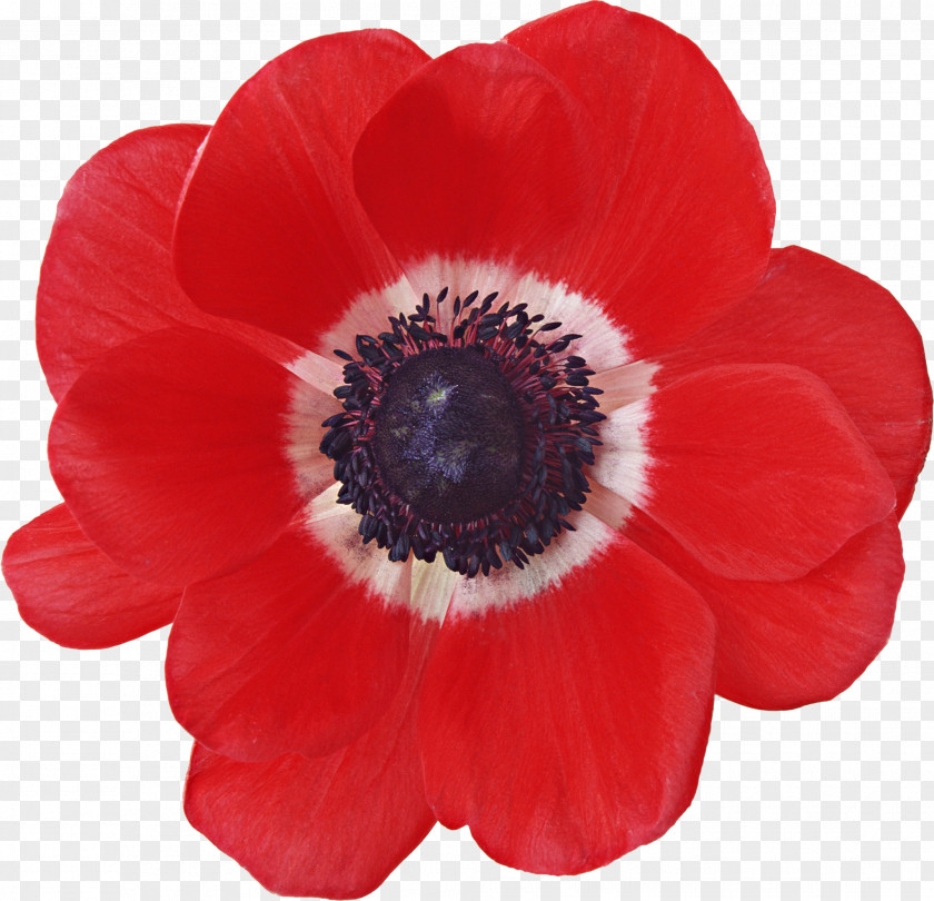 Poppy Common Japanese Anemone Flower Sticker PNG