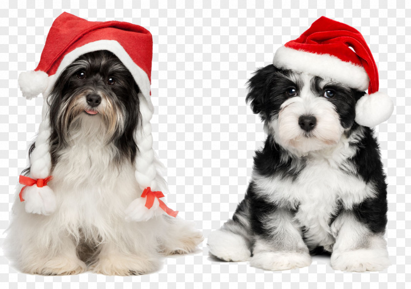 Puppy With Christmas Hats Havanese Chihuahua Santa Claus PNG