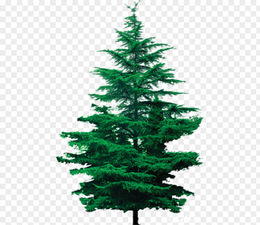 Tree Spruce House Pine Larch PNG