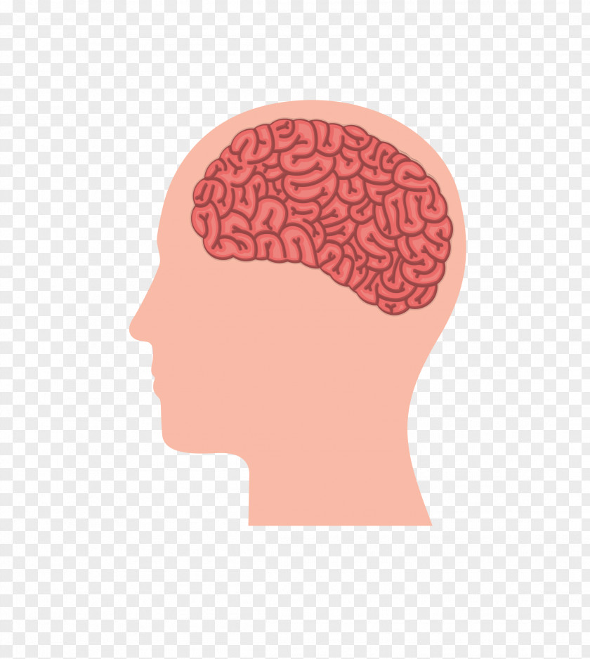 Vector Color People,Thinking,Anatomy Of The Human Brain PNG
