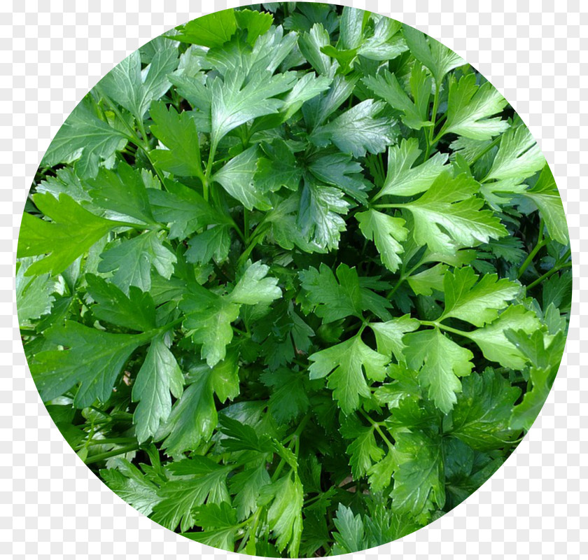 Vegetable Parsley Herb Spice Food PNG