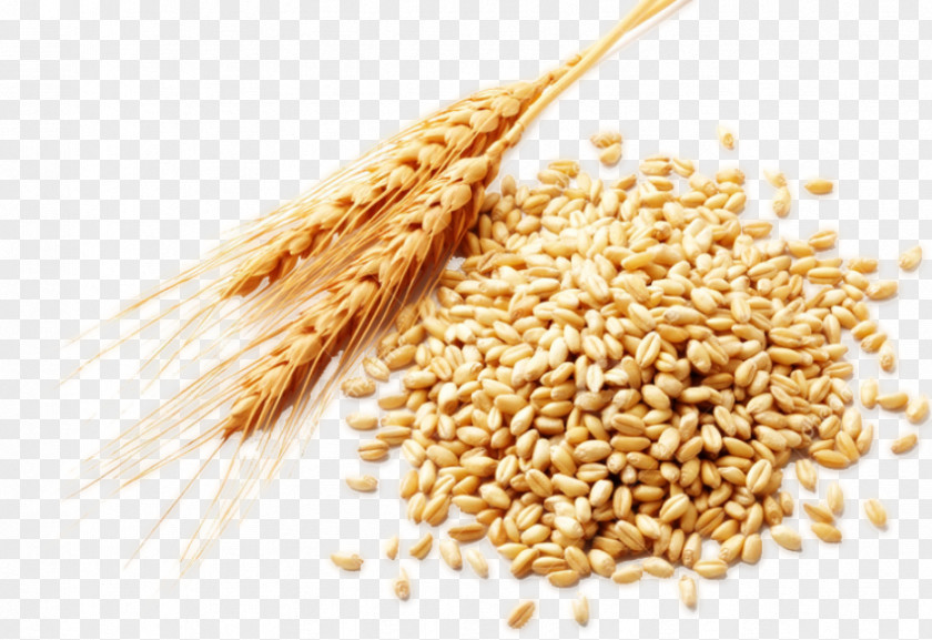 Wheat White Atta Flour Durum Cereal Germ Oil Common PNG