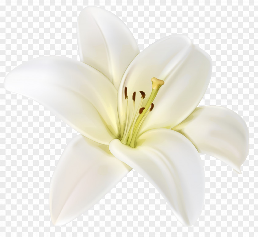 White Flower Cut Flowers Lilium Clip Art PNG