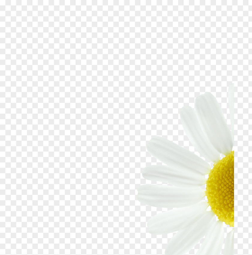 Background Color Pigments Daisy Family Common Oxeye Transvaal Petal PNG