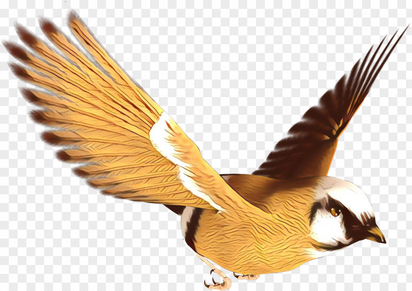 Falconiformes Goose Feather PNG