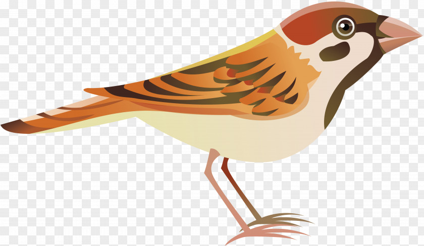 Gastrointestinal Bird House Sparrow Flight PNG