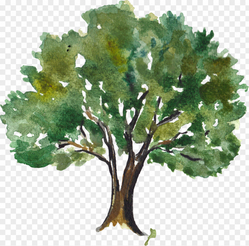 Green Watercolor Trees PNG watercolor trees clipart PNG