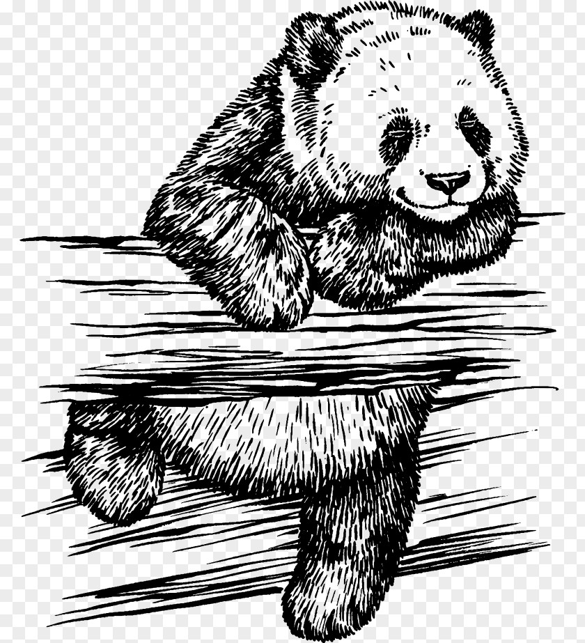 Hand-painted Vector Panda Giant Drawing Photography Illustration PNG