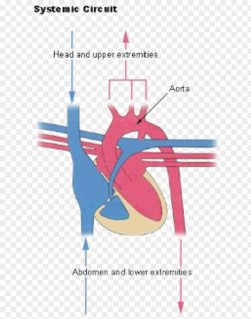 Heart Pulmonary Circulation Artery Circulatory System Human Body PNG
