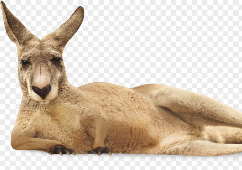 Newborn Kangaroo Youtube Yellow Tail Jammy Red Roo Australian Wine PNG