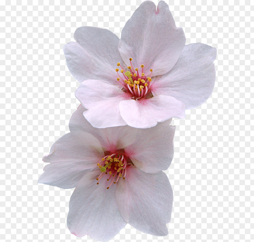 Peach Flowers Cherry Blossom Flower Zazzle PNG