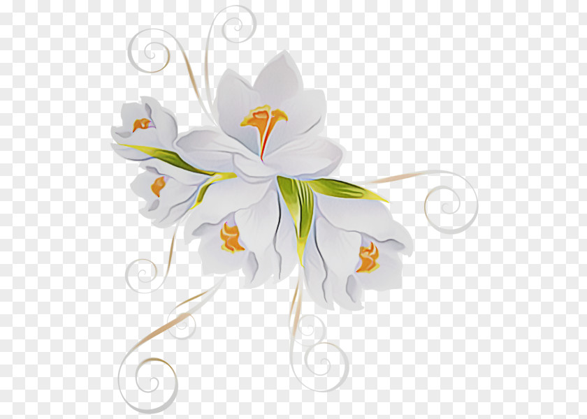 Pedicel Petal Flowering Plant White Flower Lily PNG