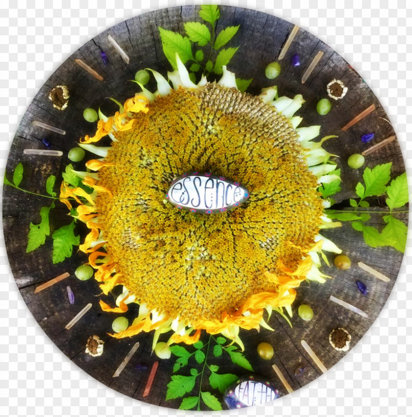 Sunflower Circle M PNG