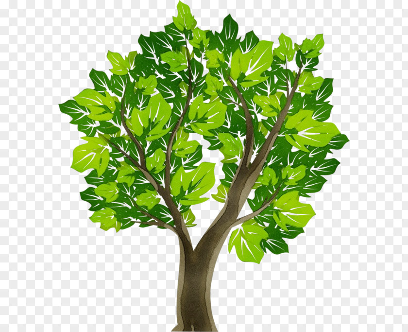 Tree Oak Hardwood Branch Plants PNG