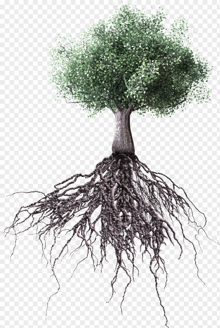 Trunk Plant Stem Tree Root Woody Branch PNG