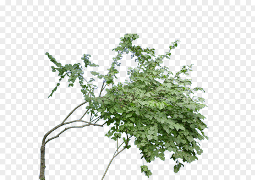 Bent Tree Twig Download Computer File PNG