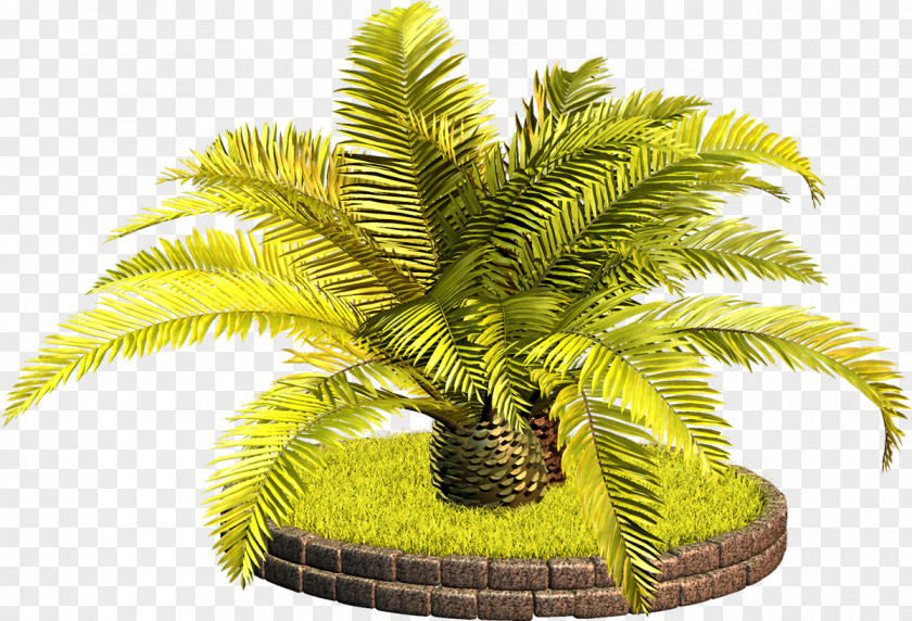 Date Palm Blog Photography PNG