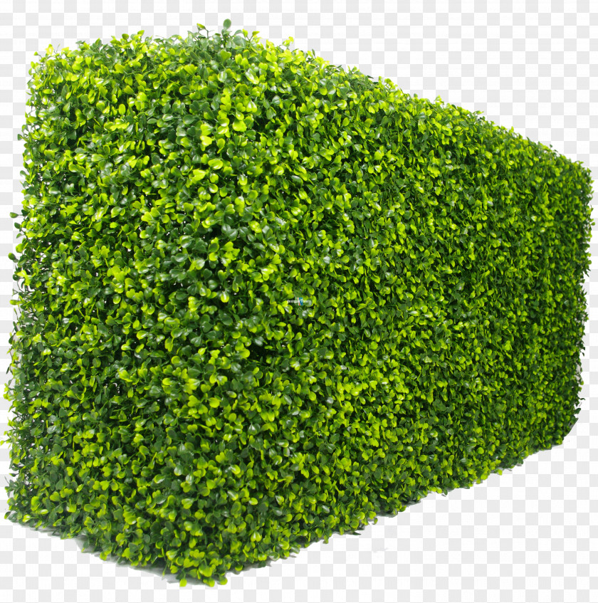 Hedge Shrub Green Wall Box Garden PNG