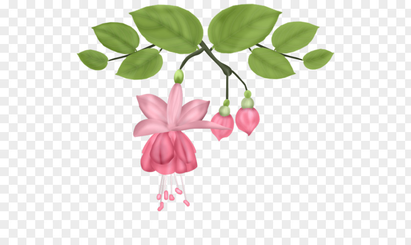 Ornamental Flower Design Image Green PNG