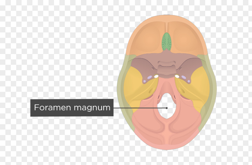 Skull Hypoglossal Canal Foramen Magnum Occipital Bone Jugular PNG