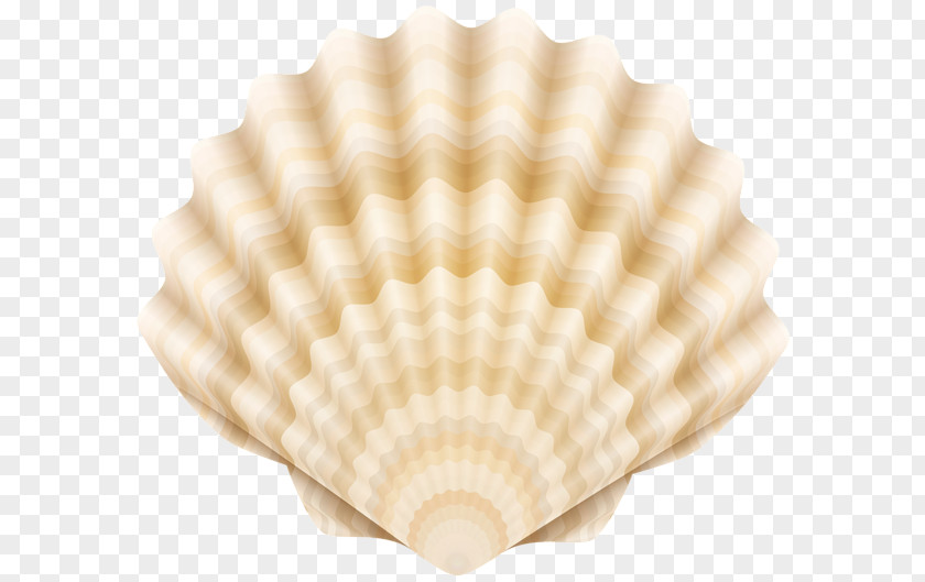 Summer Art Drawing Cockle Clip PNG