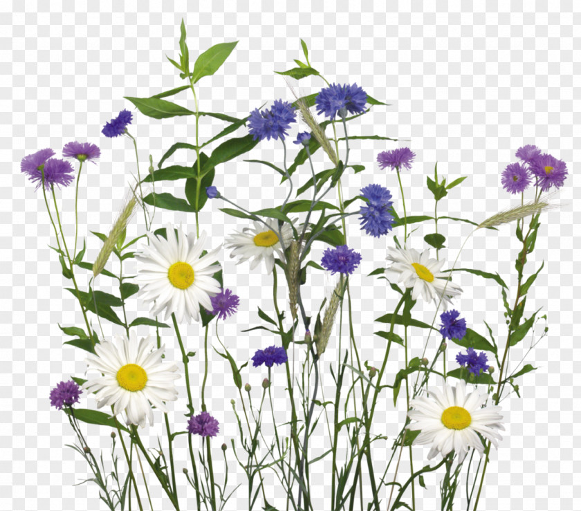 Watercolor Grass Chamomile Flower Clip Art PNG