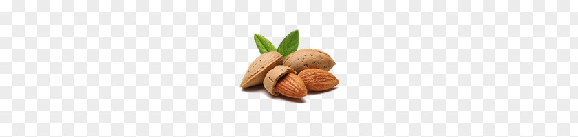 Almond PNG clipart PNG