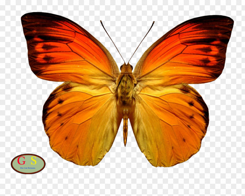 Butterfly Beautiful Insect Clip Art Monarch PNG