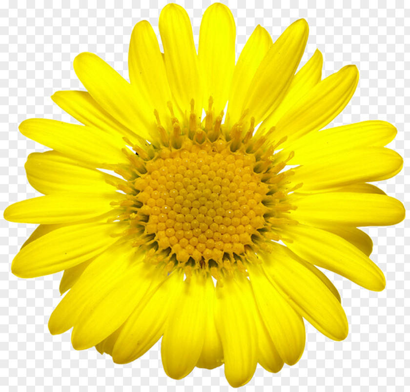 Common Sunflower Seed Clip Art PNG