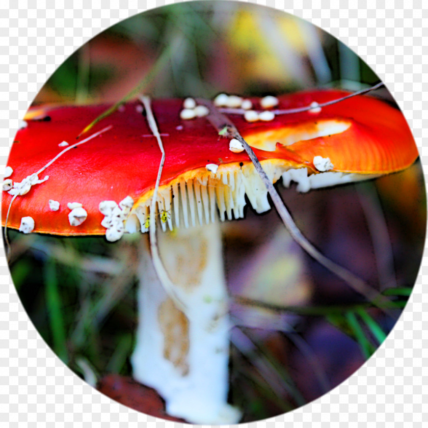 Mushroom Agaric PNG