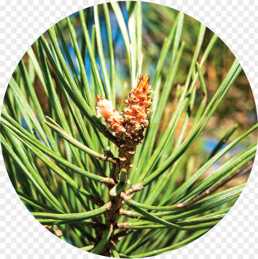 Pine Cone Alpha-Pinene Conifers Western Yellow PNG