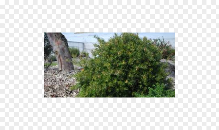 Rockery Plant Grevillea Rosmarinifolia Tree Shrub Conifers PNG