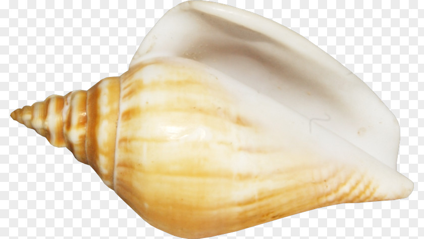 Seashell Conchology Shankha PNG