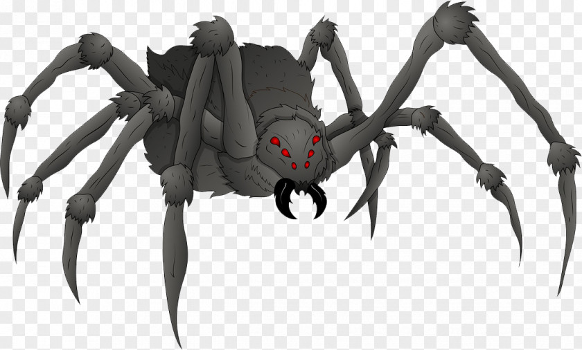 Spider Drawing PNG