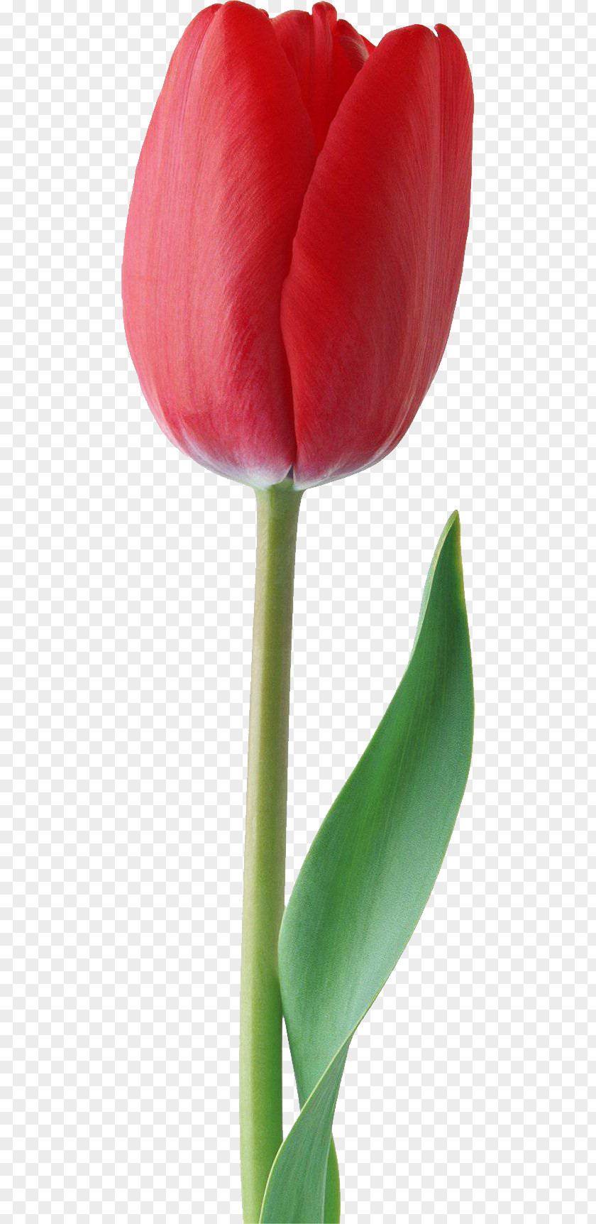 Tulip Flower Desktop Wallpaper Clip Art PNG