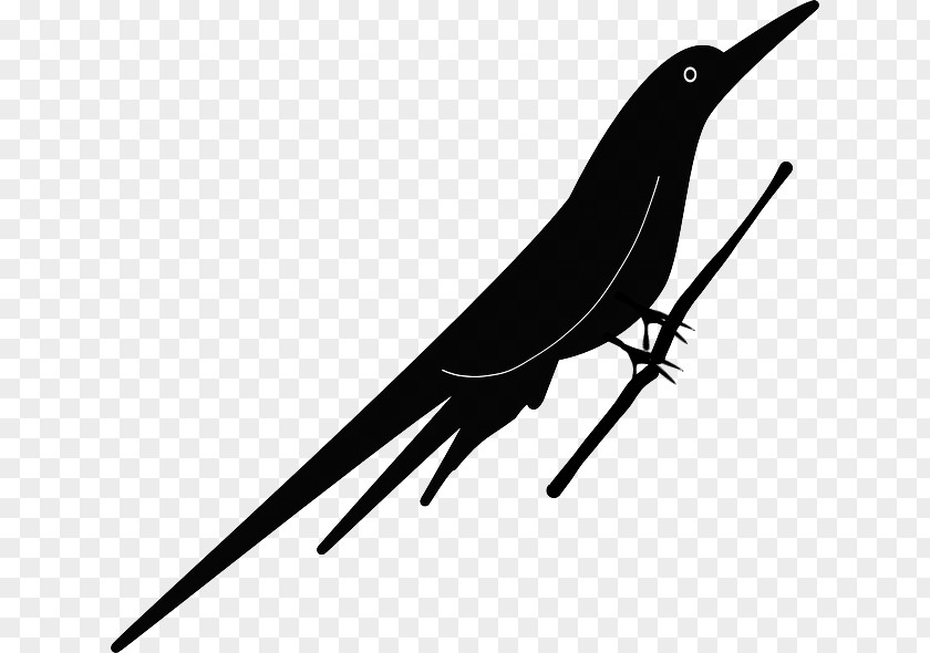 TWIG Bird Beak Clip Art PNG