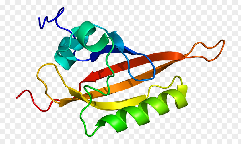 Aryl Hydrocarbon Receptor Nuclear Translocator Basic Helix-loop-helix PNG
