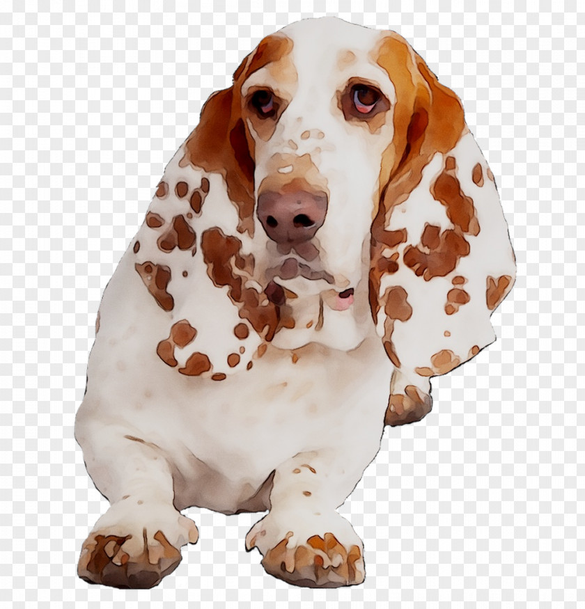 Basset Hound Dog Breed Companion Spaniel PNG