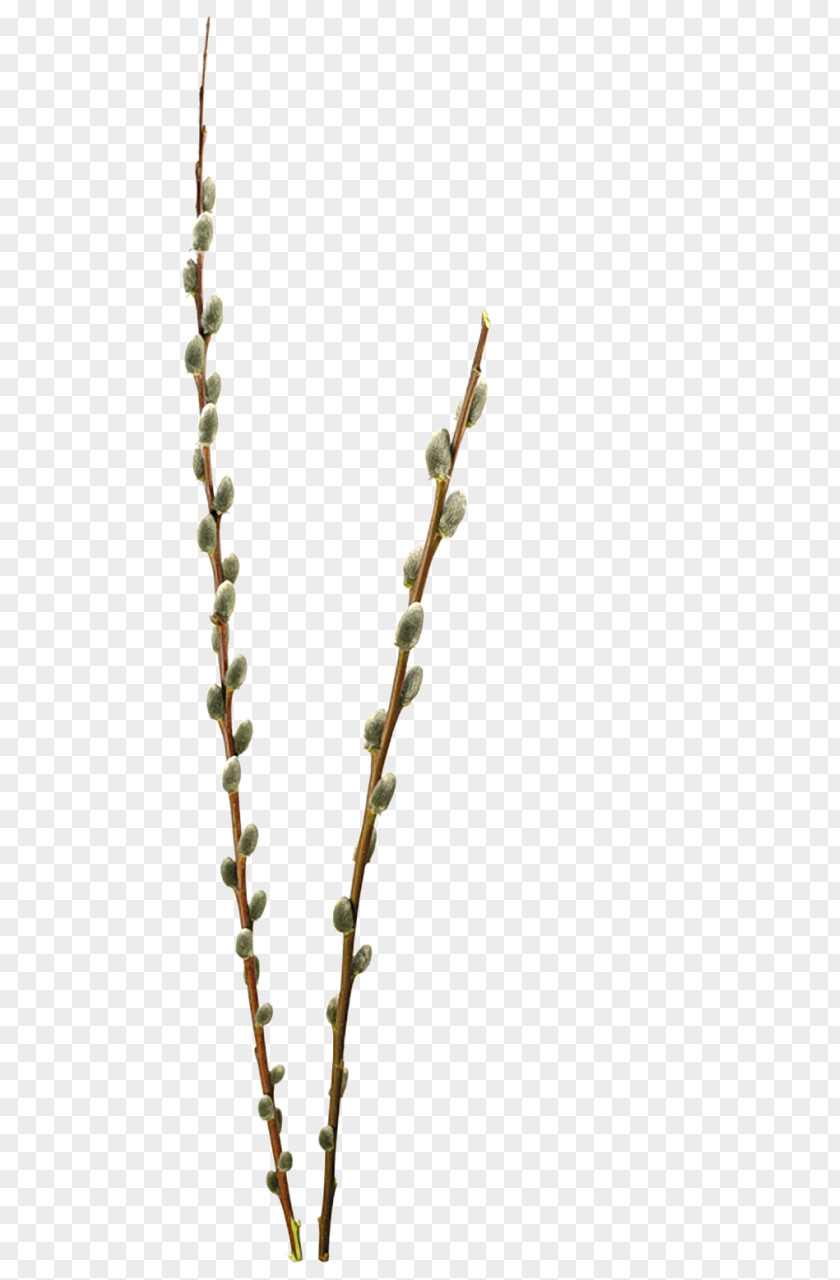 Bushes Willow Clip Art PNG