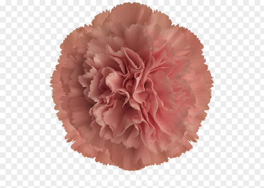 CARNATION Carnation Cut Flowers Pink Purple PNG