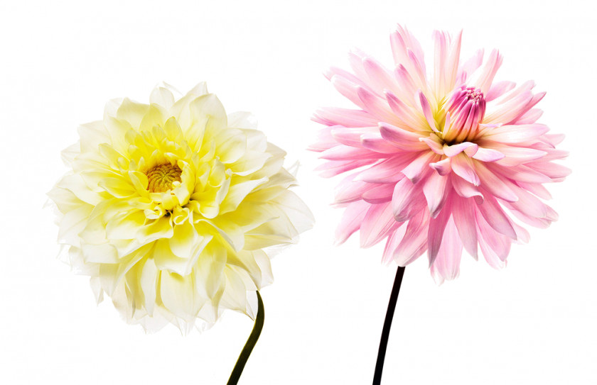 Flower Cut Flowers Dahlia Floristry Plants PNG