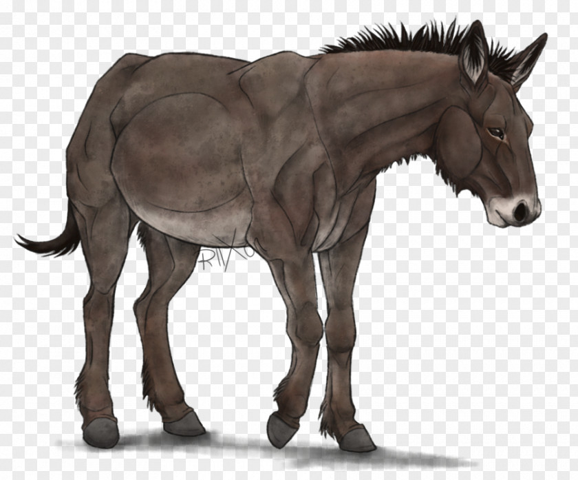Horse Mule Stallion Foal Mare PNG