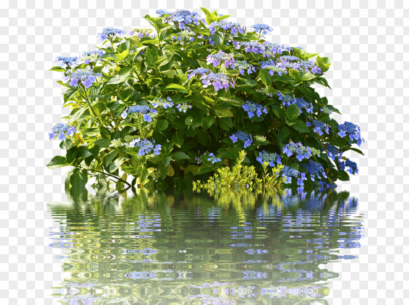 Hydrangea Bush Tea Of Heaven Shrub Garden French Shower Curtains PNG