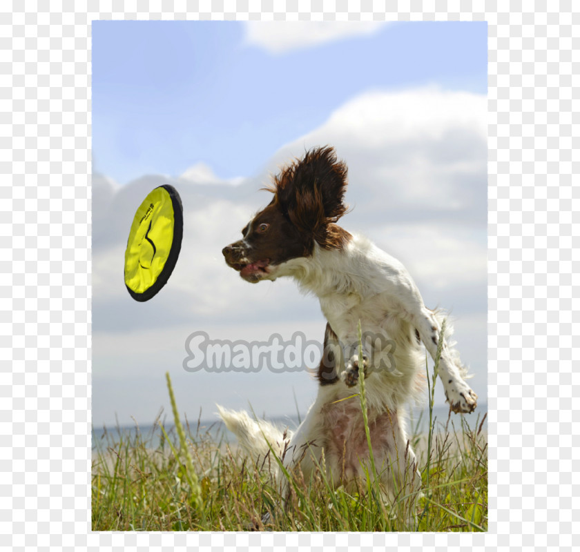 Puppy Dog Breed Grassland PNG