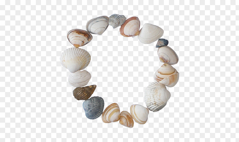 Seashell Picture Frames Cockle PNG