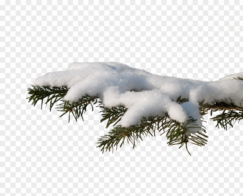 Snow Photography Christmas Tree PNG